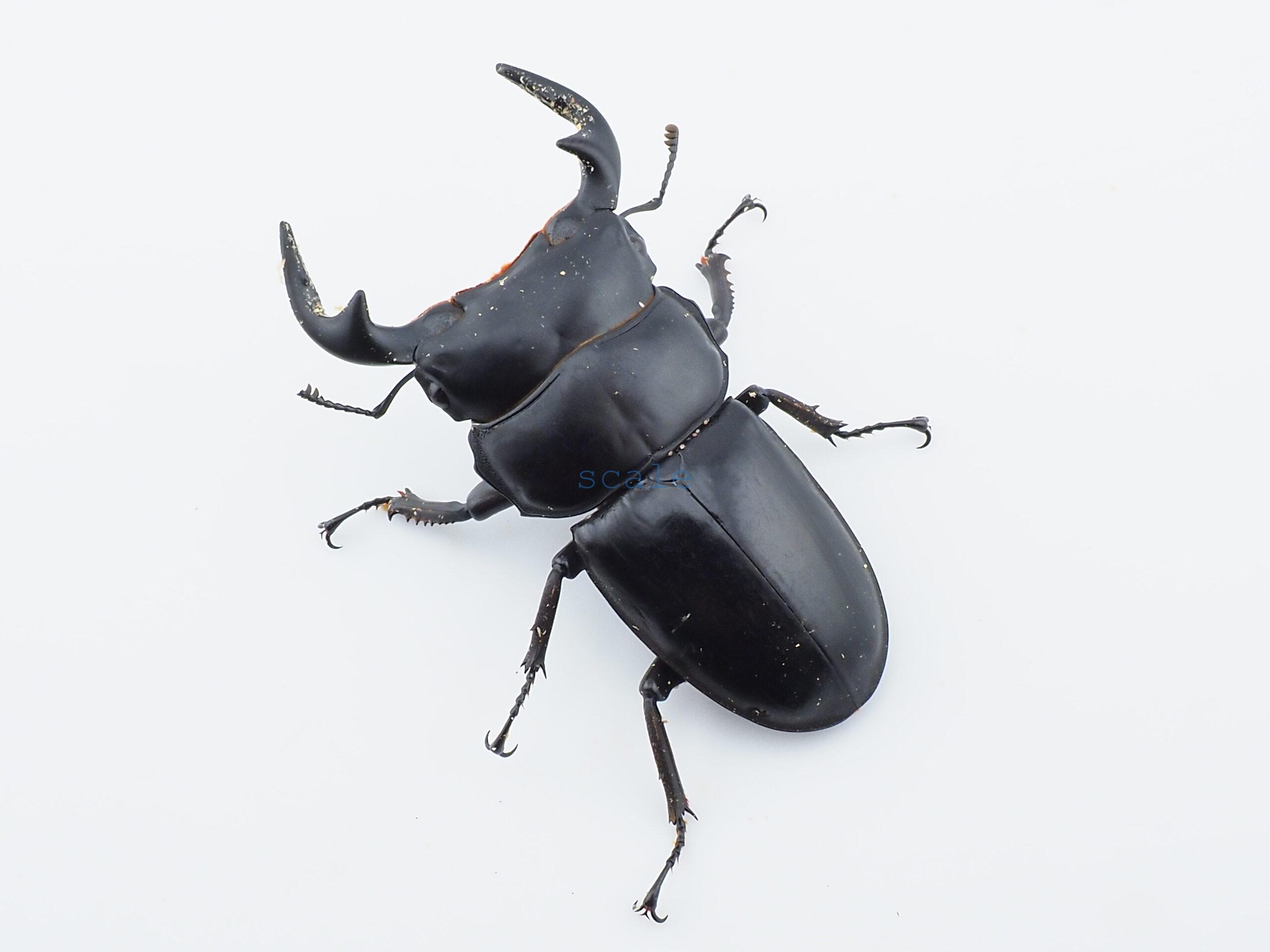 Dorcus.Antaeus.miyashitai2