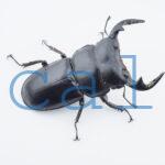 Dorcus.Antaeus.miyashitai2