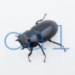 Dorcus.Antaeus.miyashitai2