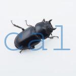 Dorcus.Antaeus.miyashitai2