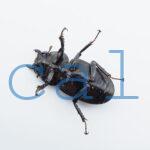 Dorcus.Antaeus.miyashitai2