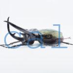 Chalcosoma chiron belangeri118