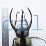 Chalcosoma chiron belangeri118