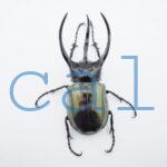 Chalcosoma chiron belangeri118