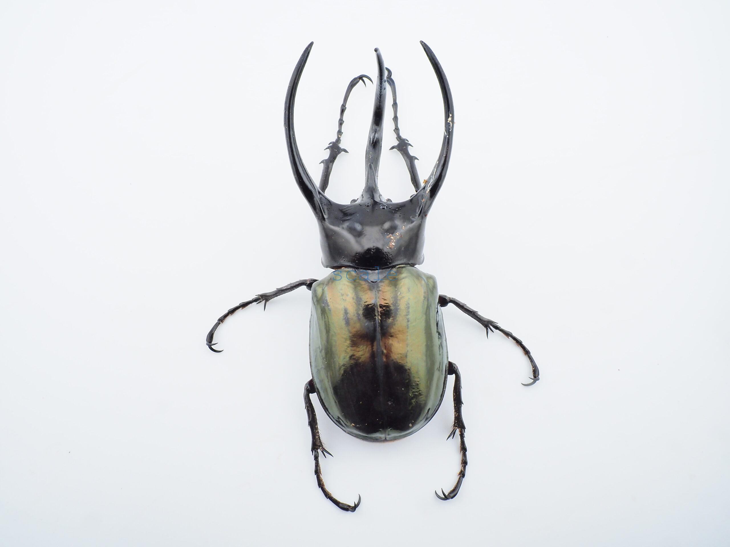 Chalcosoma chiron belangeri118
