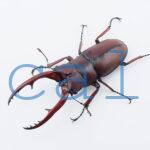 Prosopocoilus.astacoides.fraternus?ON