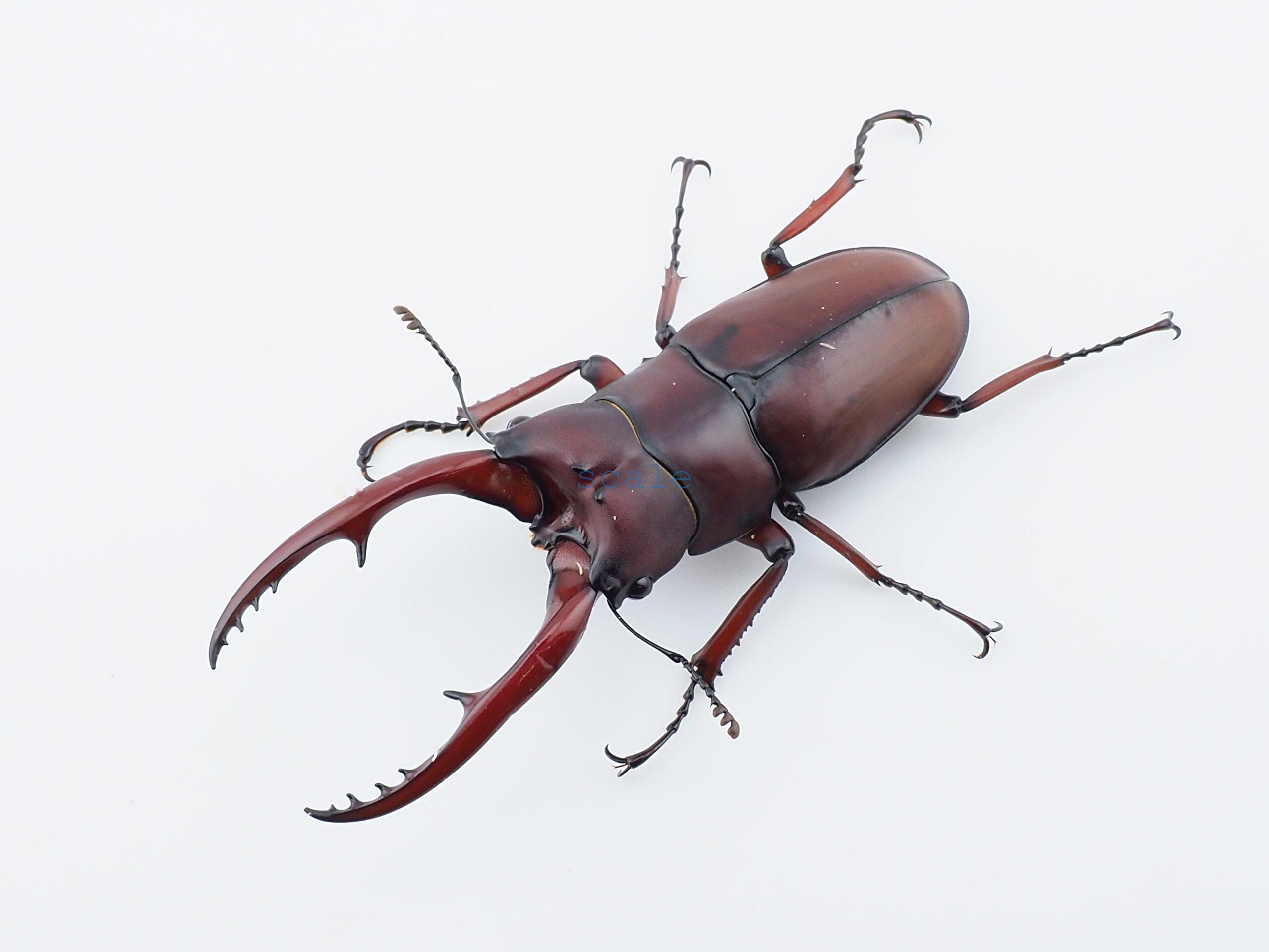 Prosopocoilus.astacoides.fraternus?ON