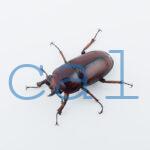 Prosopocoilus.astacoides.fraternus?ON