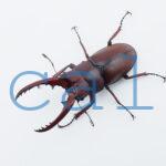 Prosopocoilus.astacoides.fraternus?ON