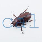 Prosopocoilus.astacoides.fraternus?ON