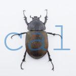 Chalcosoma chiron belangeri118
