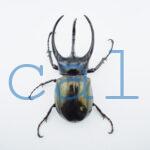 Chalcosoma chiron belangeri113B