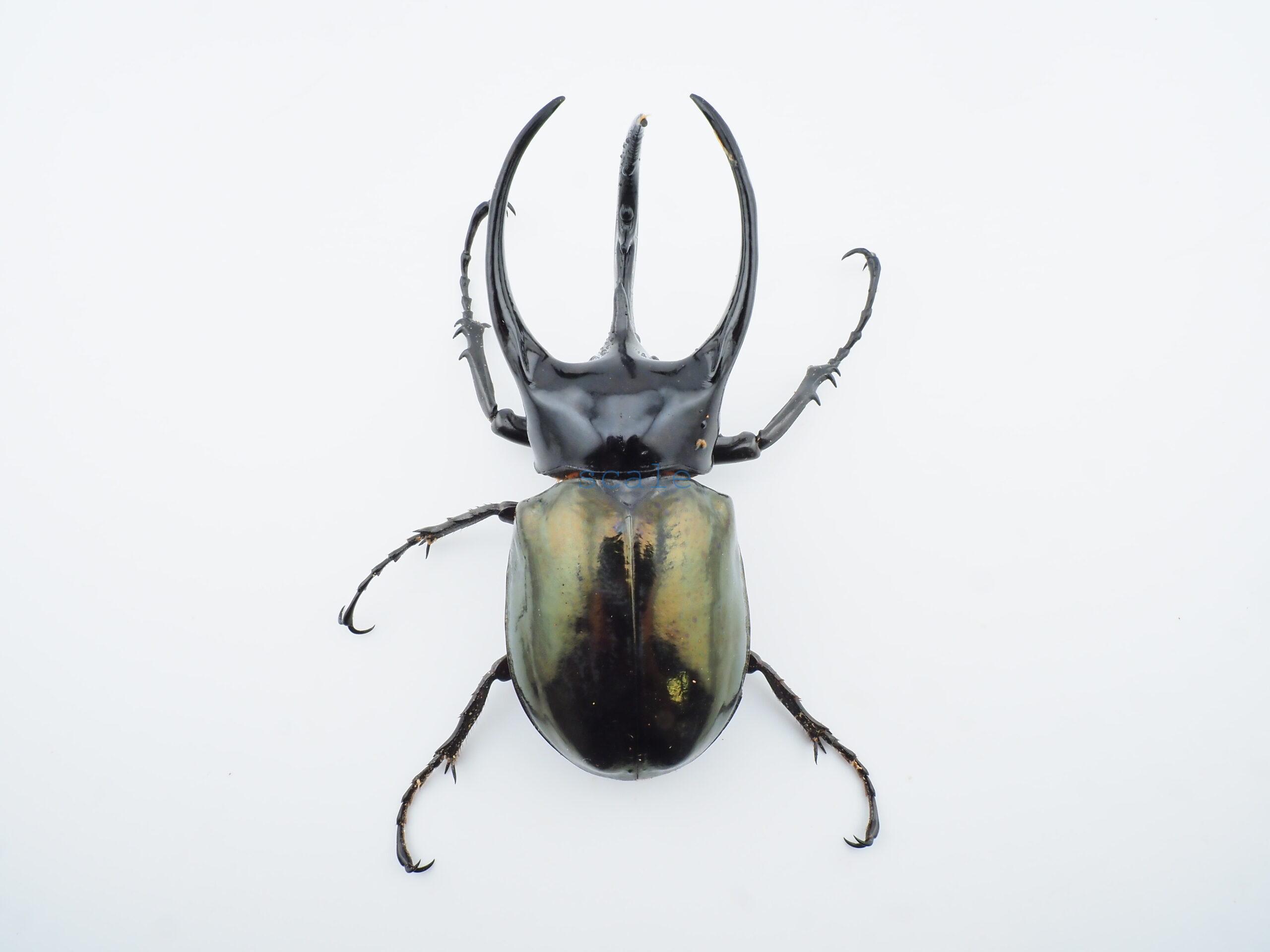 Chalcosoma chiron belangeri113B