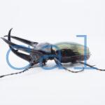 Chalcosoma chiron belangeri113B