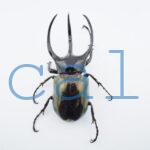 Chalcosoma chiron belangeri114B