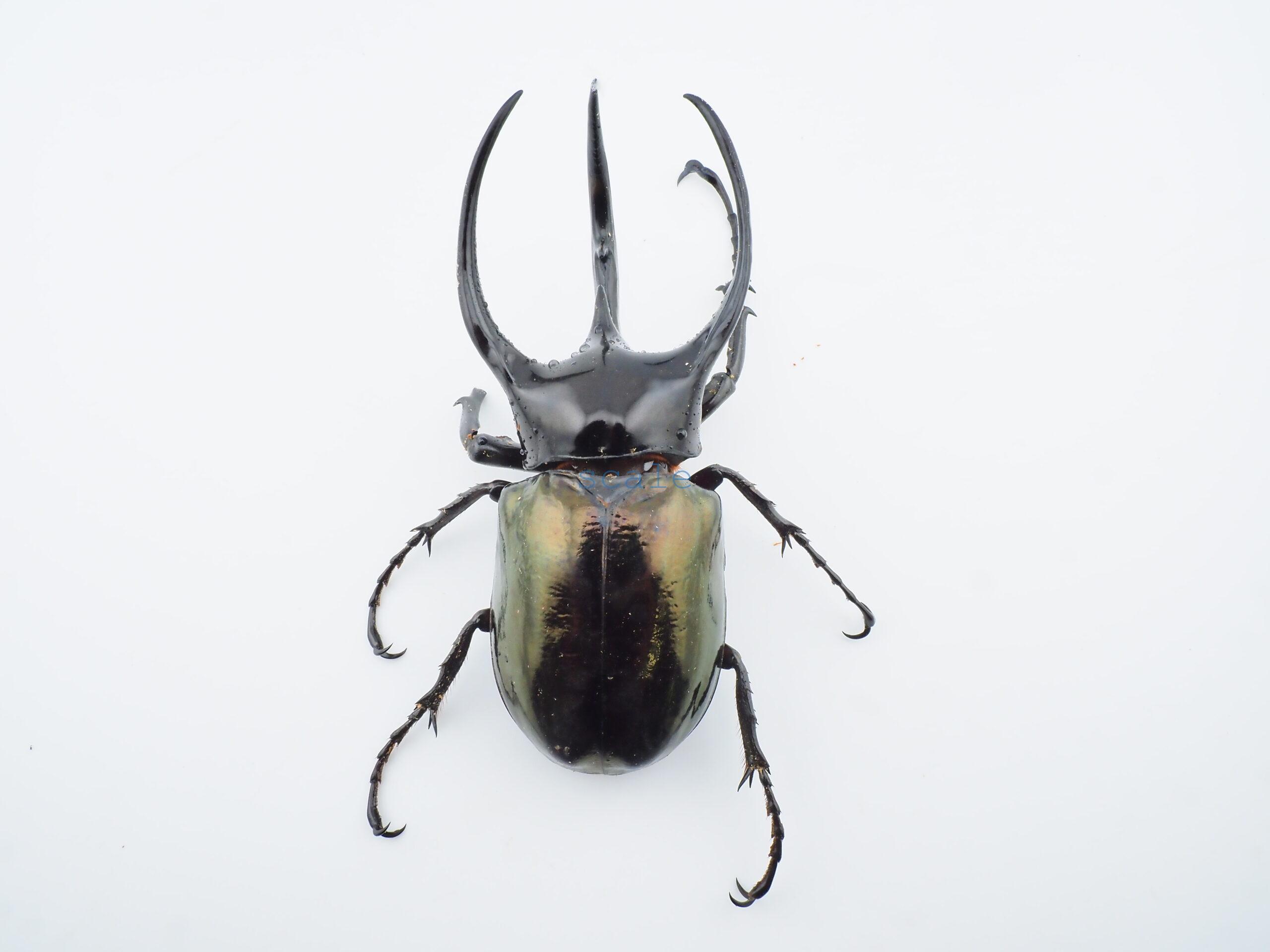 Chalcosoma chiron belangeri114B