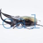 Chalcosoma chiron belangeri114B