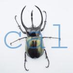 Chalcosoma chiron belangeri1101