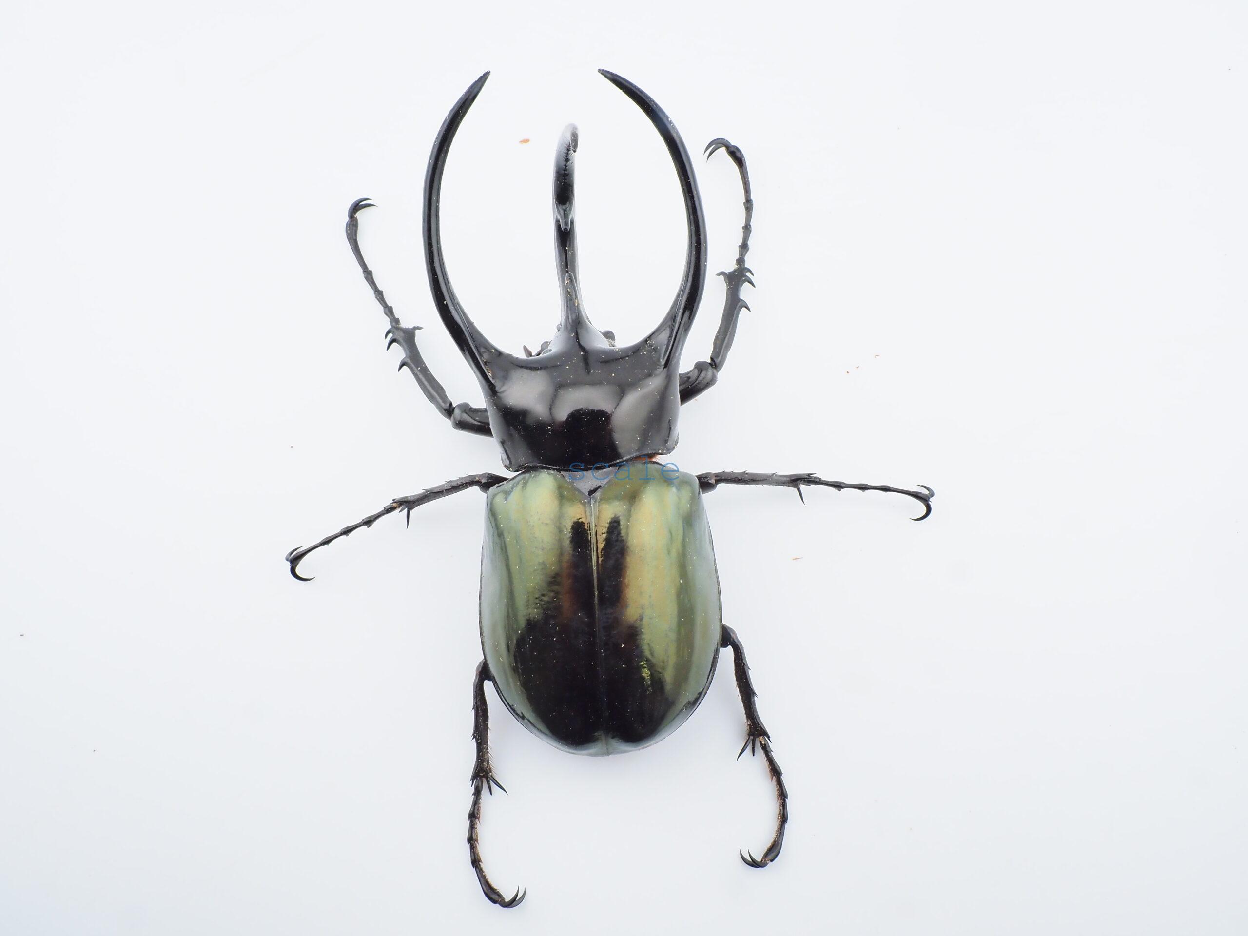 Chalcosoma chiron belangeri1101