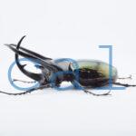 Chalcosoma chiron belangeri1101