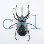 Chalcosoma chiron belangeri1102