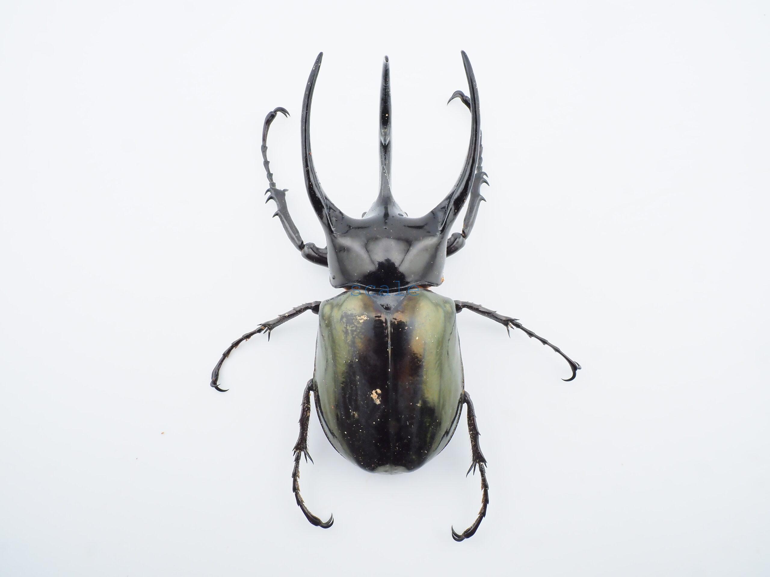 Chalcosoma chiron belangeri1102