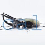Chalcosoma chiron belangeri1102