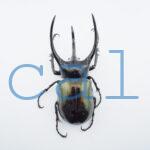 Chalcosoma chiron belangeri1103
