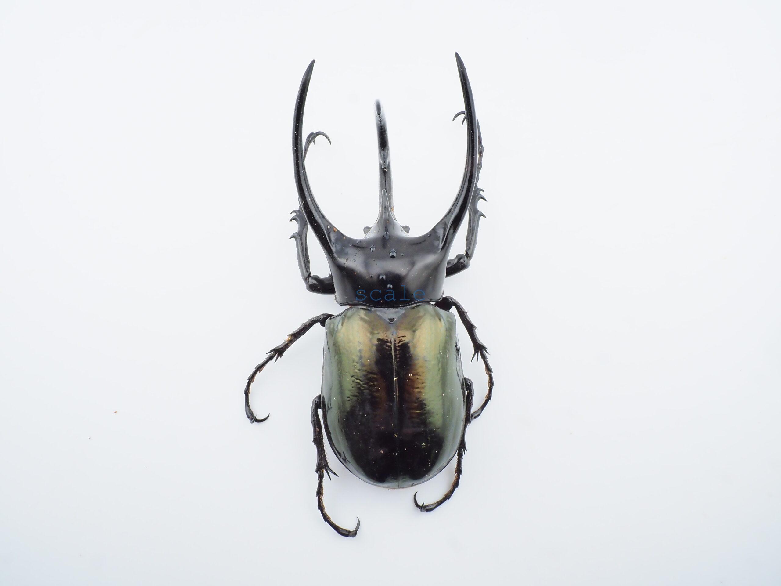 Chalcosoma chiron belangeri1103