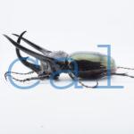 Chalcosoma chiron belangeri1103