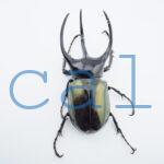 Chalcosoma chiron belangeri109