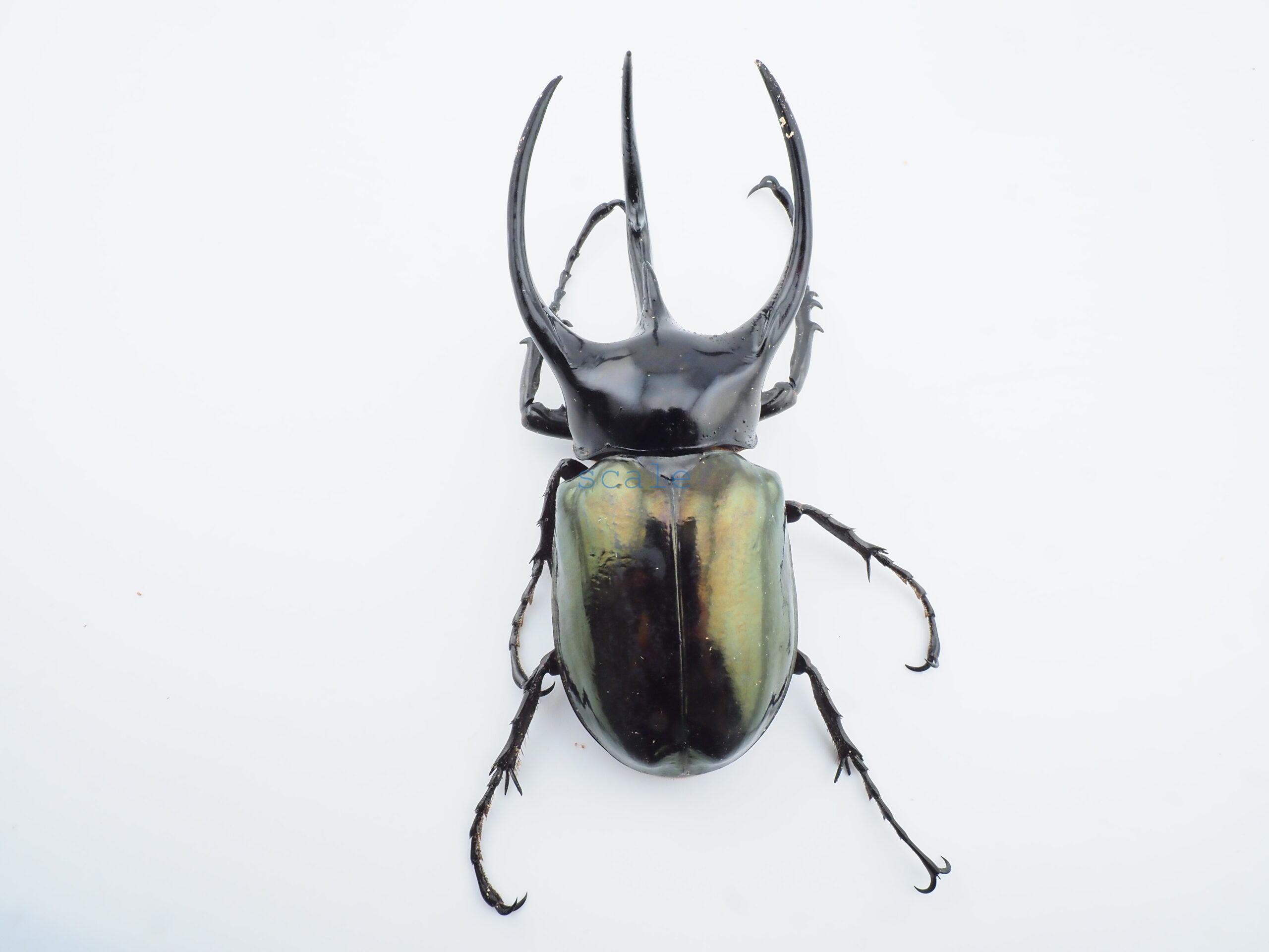 Chalcosoma chiron belangeri109