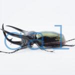 Chalcosoma chiron belangeri109