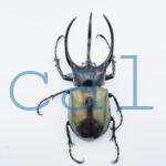 Chalcosoma chiron belangeri107