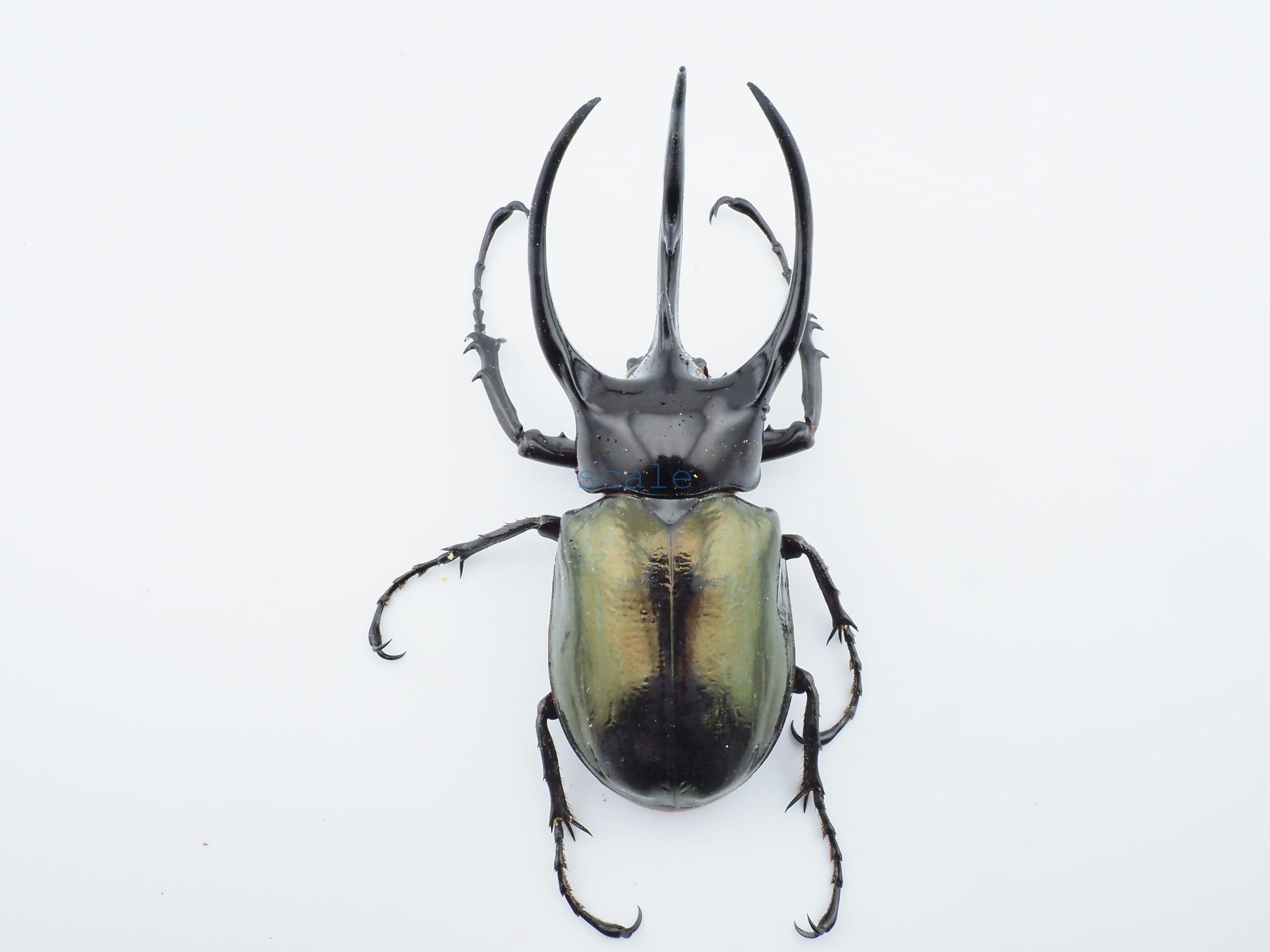 Chalcosoma chiron belangeri107