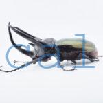 Chalcosoma chiron belangeri107