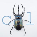 Chalcosoma chiron belangeri106