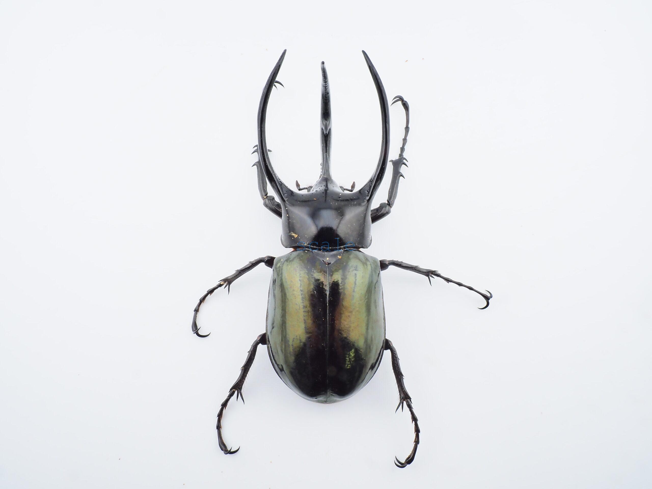 Chalcosoma chiron belangeri106