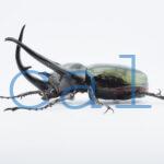 Chalcosoma chiron belangeri106