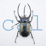 Chalcosoma chiron belangeri106B