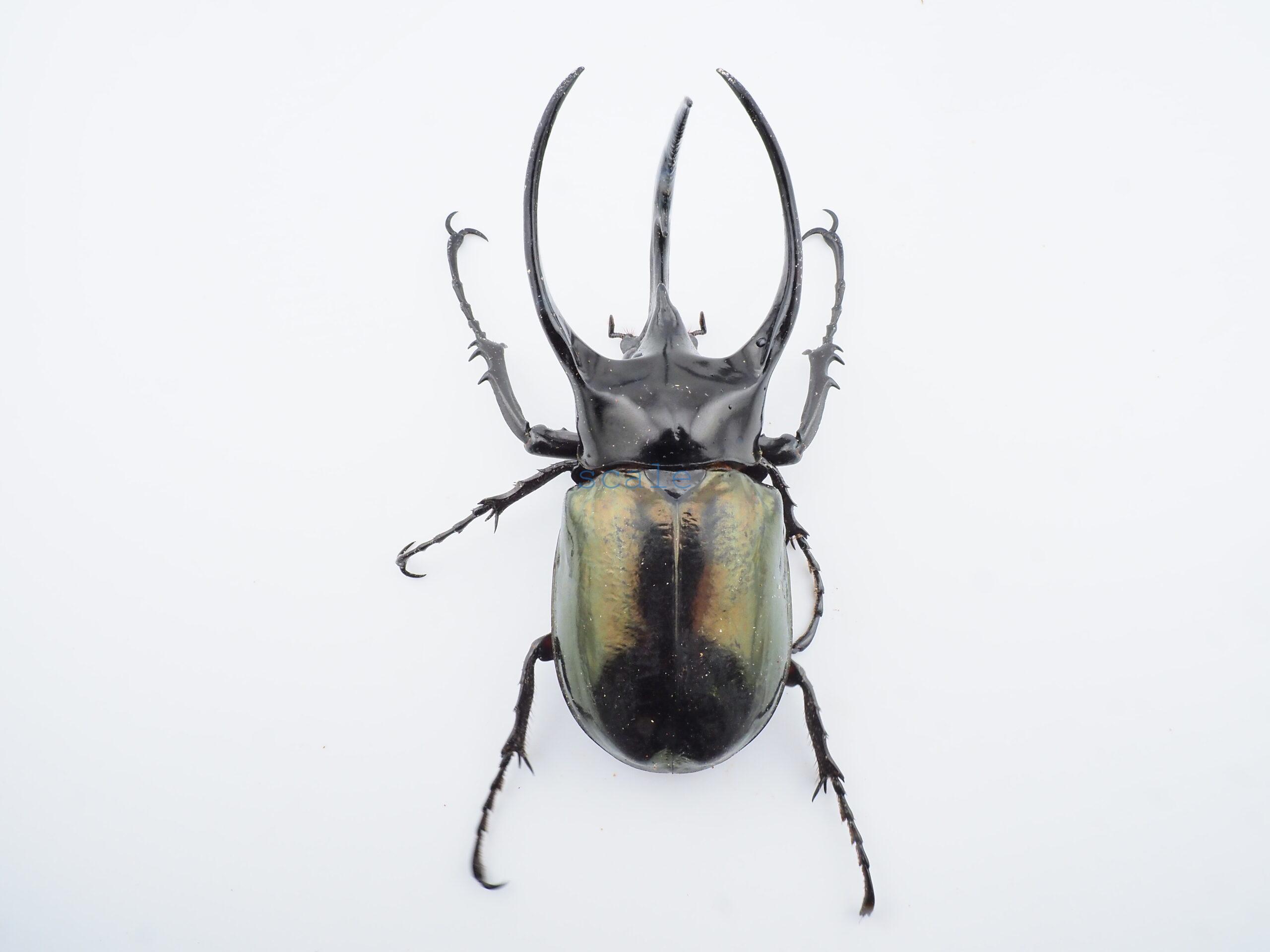 Chalcosoma chiron belangeri106B