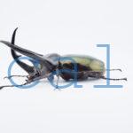 Chalcosoma chiron belangeri106B