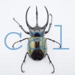 Chalcosoma chiron belangeri105