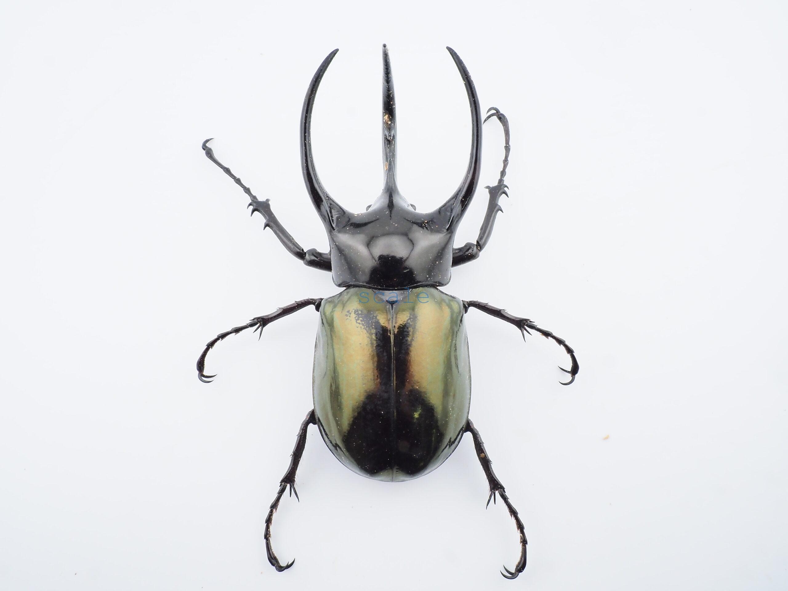 Chalcosoma chiron belangeri105
