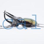 Chalcosoma chiron belangeri105