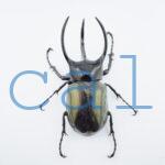 Chalcosoma chiron belangeri104
