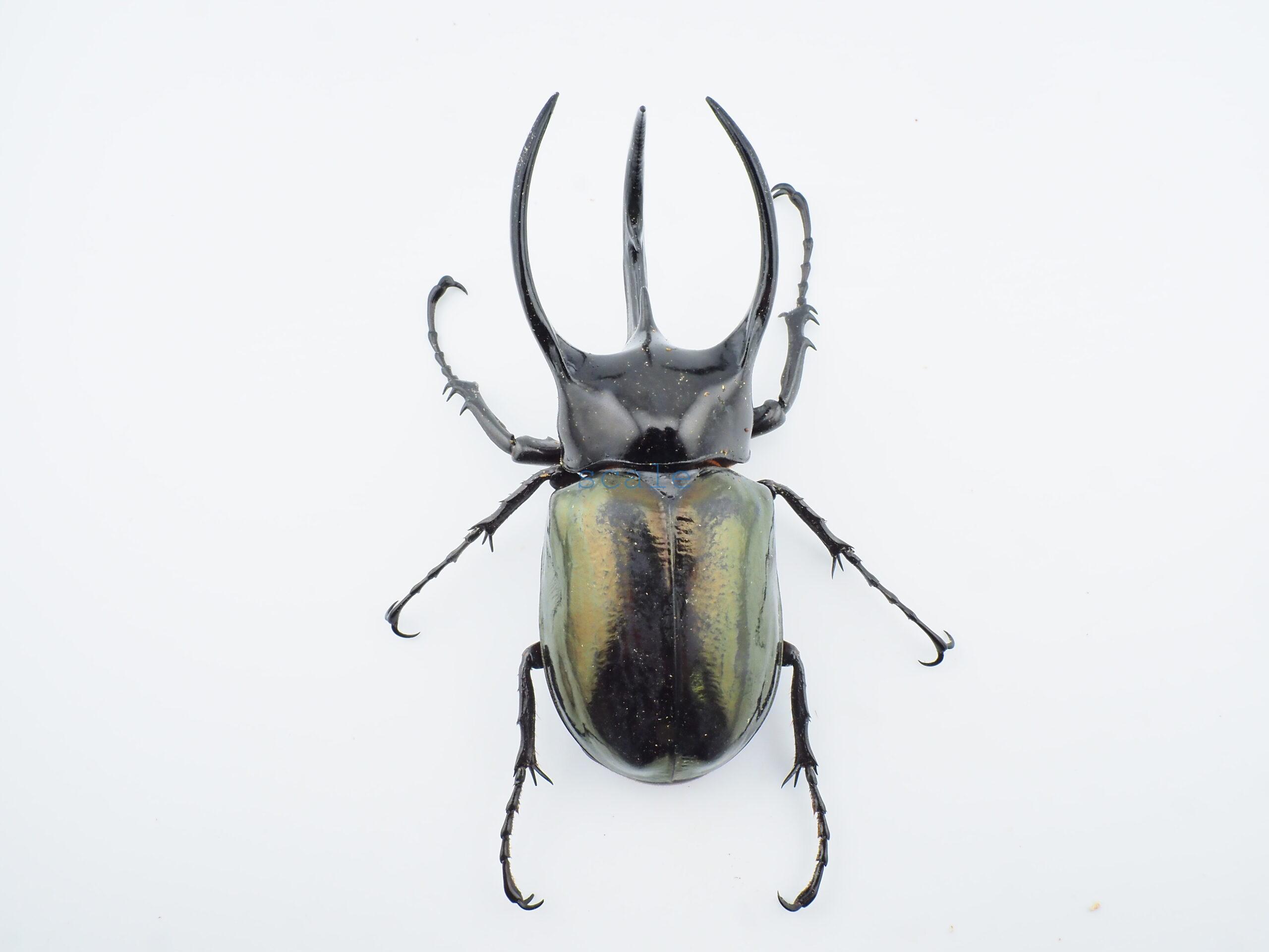 Chalcosoma chiron belangeri104
