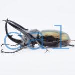 Chalcosoma chiron belangeri104
