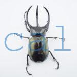 Chalcosoma chiron belangeri103