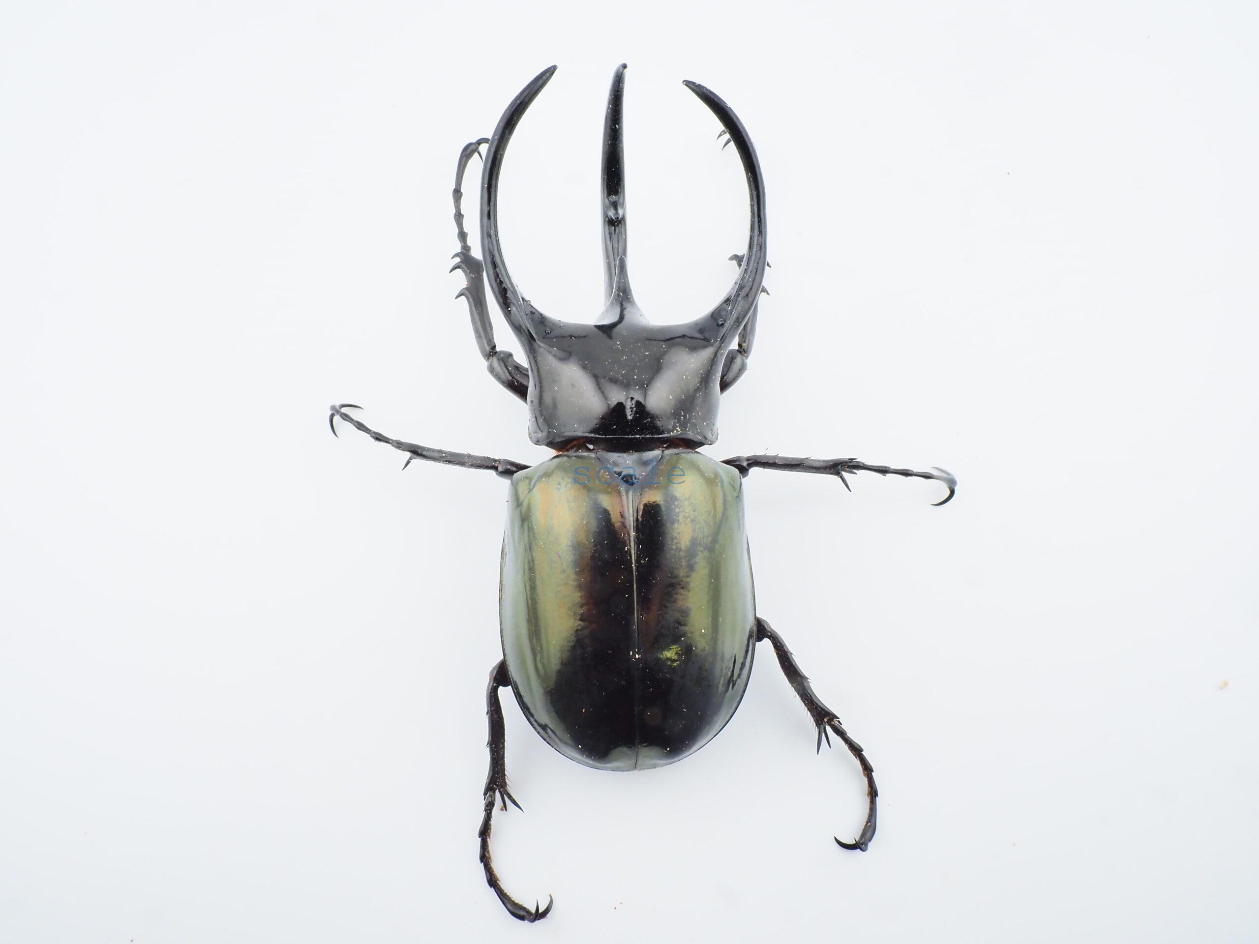 Chalcosoma chiron belangeri103